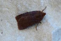 Conistra vaccinii/ligula