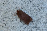 Conistra vaccinii/ligula