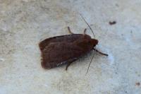 Conistra vaccinii/ligula