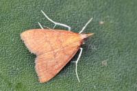 Anania testacealis