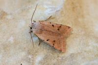 Agrochola lychnidis