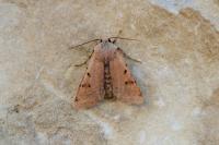Agrochola lychnidis