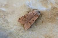 Agrochola lychnidis