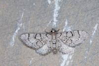 Eupithecia silenicolata