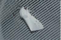 Spilosoma urticae