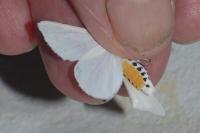 Spilosoma urticae
