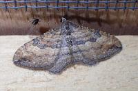 Nycterosea obstipata