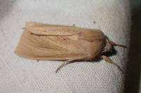 Rhizedra lutosa
