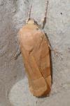 Noctua fimbriata
