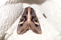 Trigonophora flammea