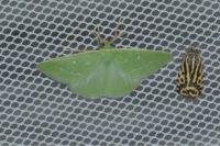 Thetidia smaragdaria