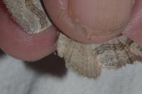 Aplocera efformata