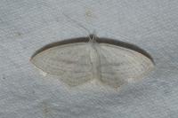 Scopula emutaria