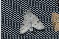 Acronicta leporina