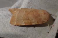 Noctua fimbriata