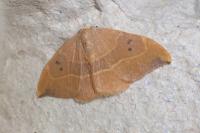 Watsonalla binaria