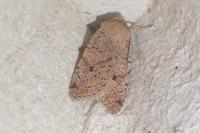 Propenistra laevis