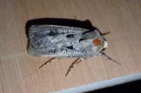 Agrotis trux