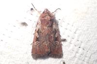 Xestia agathina