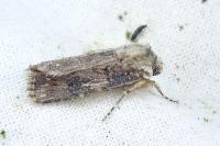 Agrotis catalaunensis