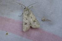 Anarta sodae