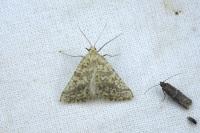 Aspitates ochrearia