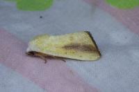 Pardoxia graellsii