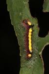 Acronicta psi
