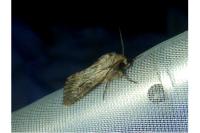 Aporophyla australis