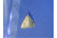 Rivula sericealis