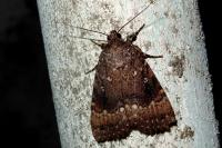 Amphipyra pyramidea