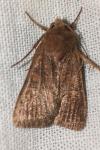 Xestia xanthographa