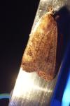Noctua pronuba