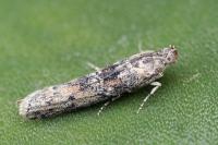 Ancylosis oblitella