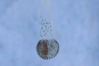 Ancylosis oblitella