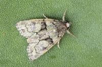 Cryphia pallida