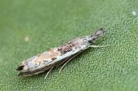 Platytes alpinella