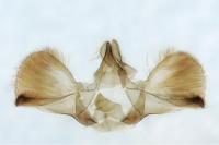 Tegostoma comparalis