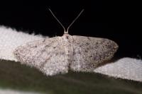 Idaea seriata