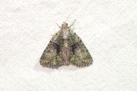 Cryphia algae