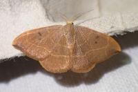 Watsonalla binaria
