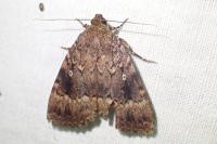 Amphipyra