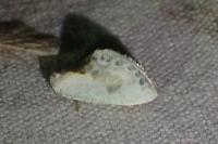 Cilix glaucata