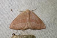 Hylaea fasciaria