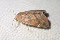Cosmia affinis