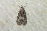 Eudonia truncicolella