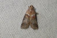 Acrobasis tumidana