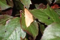 Scopula imitaria