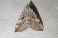 Aplocera efformata
