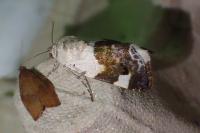 Acontia lucida
